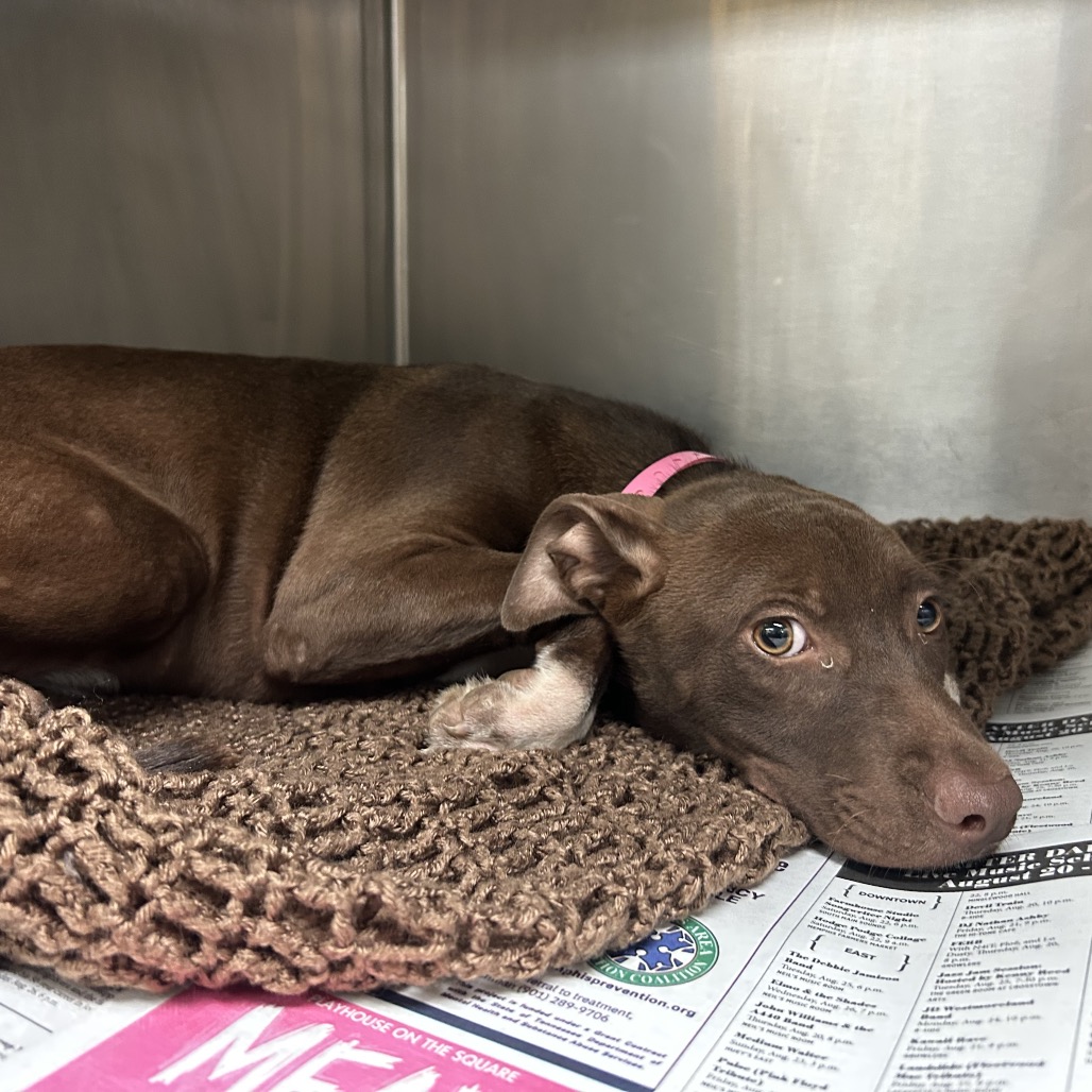 Shelter Stray Female Dog last seen , 2350 Appling City Cove, Memphis, TN 38133, USA