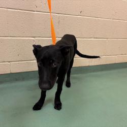 Shelter Stray Female Dog last seen , 2350 Appling City Cove, Memphis, TN 38133, USA