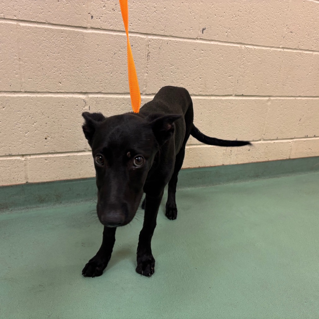 Shelter Stray Female Dog last seen , 2350 Appling City Cove, Memphis, TN 38133, USA