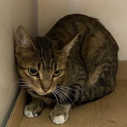 Shelter Stray Unknown Cat last seen , 6621 Westminster Ave, Garden Grove, CA 92844, USA