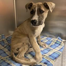 Shelter Stray Male Dog last seen , 6621 Westminster Ave, Garden Grove, CA 92844, USA