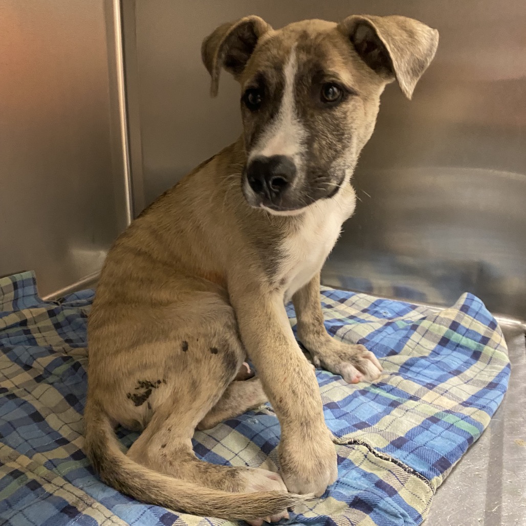 Shelter Stray Male Dog last seen , 6621 Westminster Ave, Garden Grove, CA 92844, USA