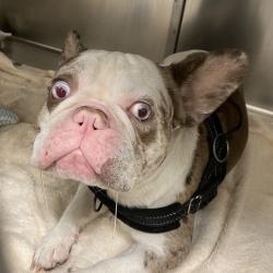 Shelter Stray Male Dog last seen , 6621 Westminster Ave, Garden Grove, CA 92844, USA