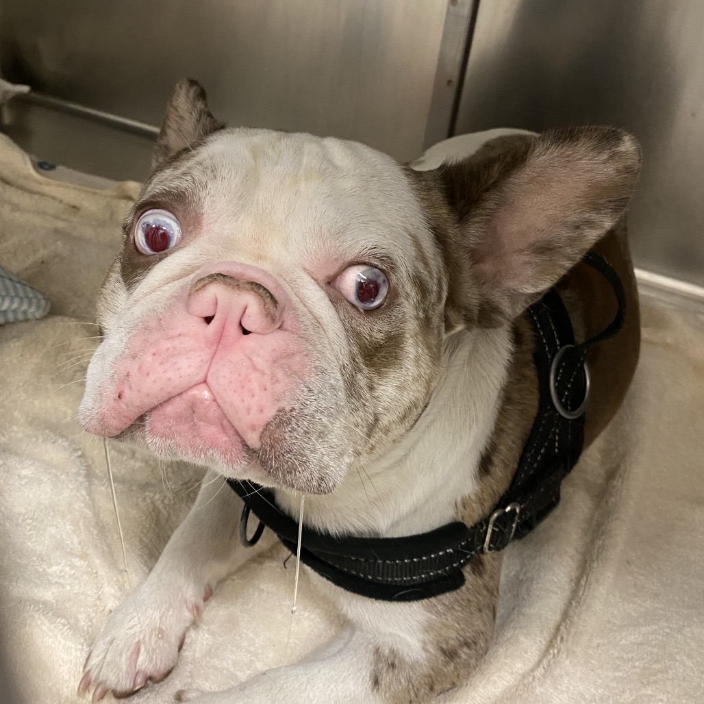 Shelter Stray Male Dog last seen , 6621 Westminster Ave, Garden Grove, CA 92844, USA