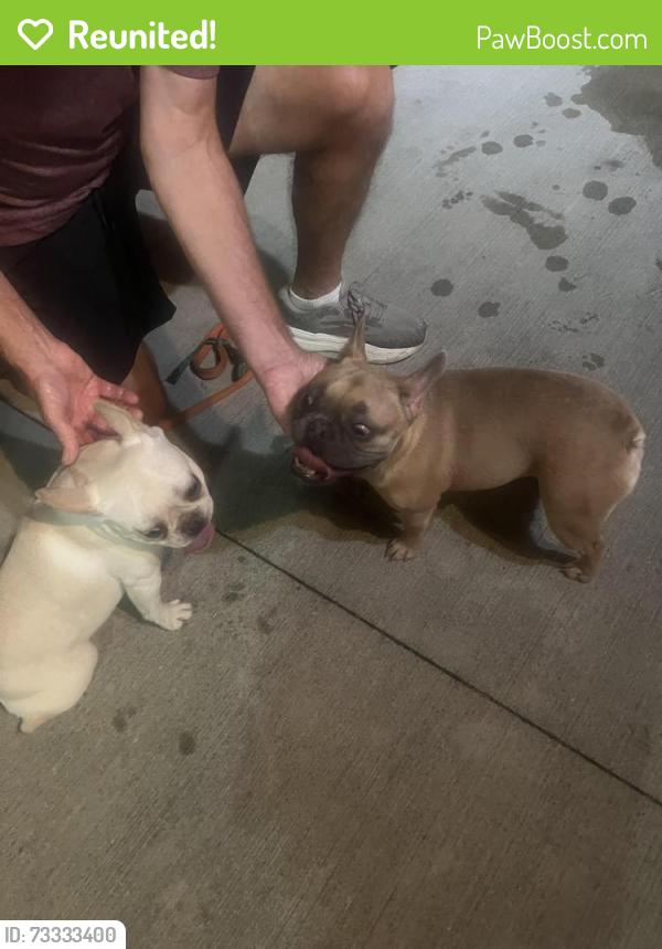 Reunited Female Dog last seen Knightway dr in Camelot addition, Fort Wayne, IN 46815