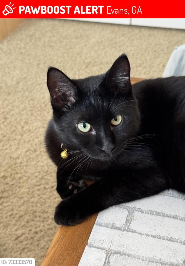 Lost Male Cat last seen Industrial parkway and southern pines dr, Evans, GA 30809
