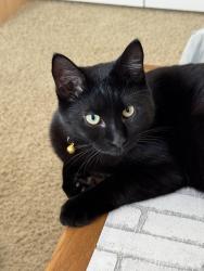 Lost Male Cat last seen Industrial parkway and southern pines dr, Evans, GA 30809