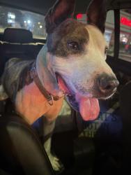 Found/Stray Male Dog last seen 77th and Damen, Chicago, IL 60620