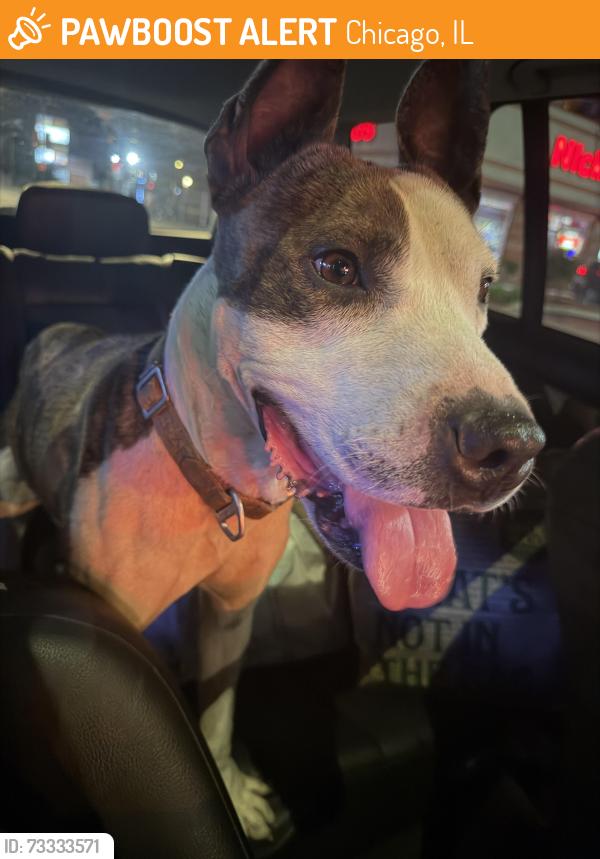 Found/Stray Male Dog last seen 77th and Damen, Chicago, IL 60620