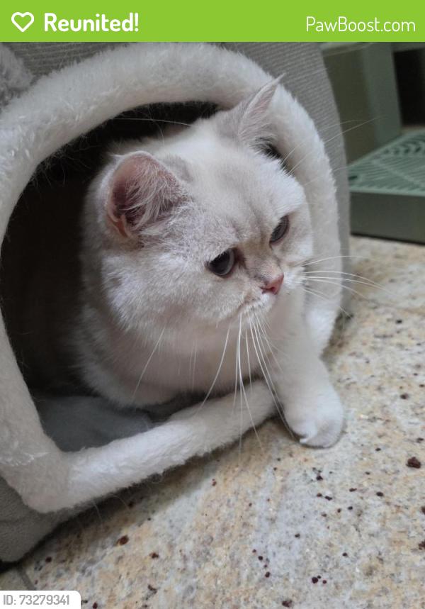 Reunited Female Cat last seen View oak dr., Saratoga, CA 95070