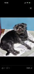 Reunited Female Dog last seen Near Avenue and Bird road, Miami, FL 33185