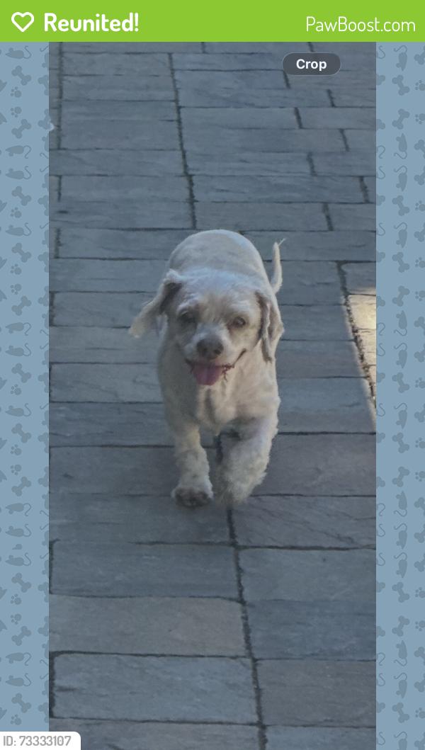 Reunited Male Dog last seen Dowe, Union City, CA 94587