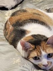 Lost Female Cat last seen 99th avenue and Peoria, Peoria, AZ 85345