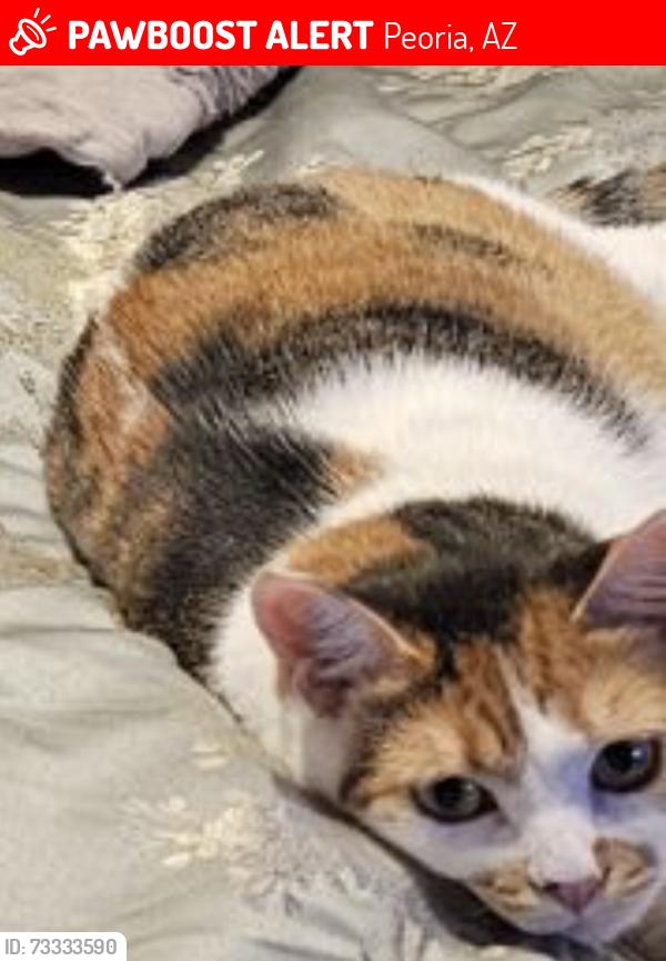 Lost Female Cat last seen 99th avenue and Peoria, Peoria, AZ 85345