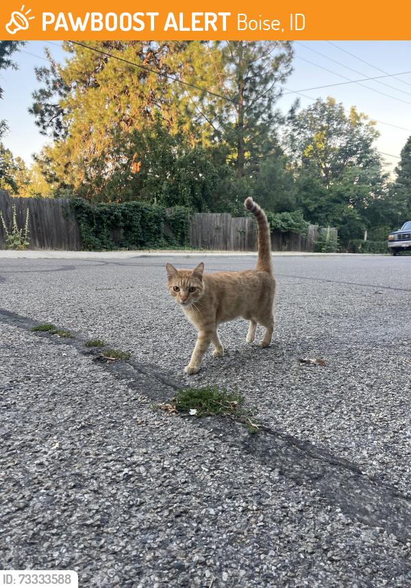 Found/Stray Unknown Cat last seen 5th & Sherman, Boise, ID 83702