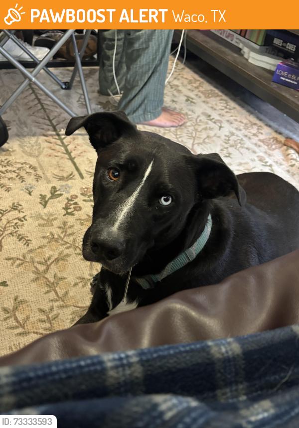 Found/Stray Male Dog last seen Outside of starbucks, Waco, TX 76706