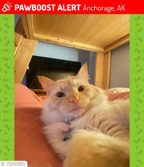 Lost Female Cat last seen Northwood Dr, Spenard Road, Anchorage, AK 99517
