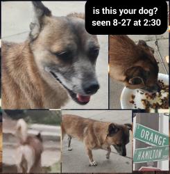 Found/Stray Unknown Dog last seen Fresno supermarket, Fresno, CA 93725
