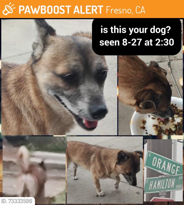 Found/Stray Unknown Dog last seen Fresno supermarket, Fresno, CA 93725