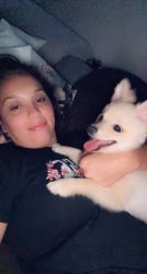 Reunited Male Dog last seen Tattersall and , Stonehaven, Orlando, FL 32817