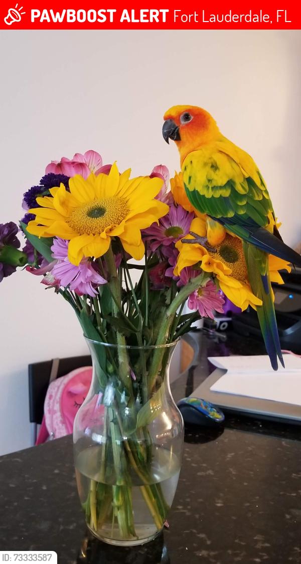 Lost Male Bird last seen Sw 17th street and Fairfax Dr on the trees, Fort Lauderdale, FL 33312