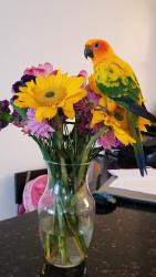 Lost Male Bird last seen Sw 17th street and Fairfax Dr on the trees, Fort Lauderdale, FL 33312