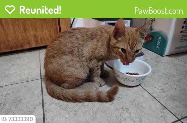 Reunited Male Cat last seen Lincoln Avenue and Niles Rd, St. Joseph, MI 49085