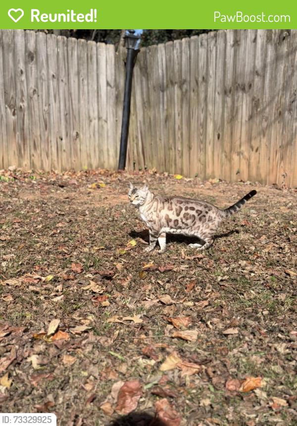 Reunited Male Cat last seen Brightwood farms, keeneland dr, Whitsett, NC 27377
