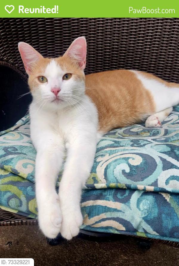 Reunited Male Cat last seen Southside High School, Fort Smith, AR 72903