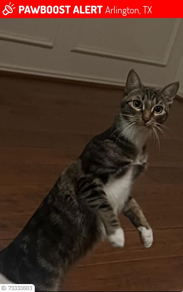 Lost Female Cat last seen Kelly Elliot and 287, Arlington, TX 76001