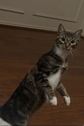 Lost Female Cat last seen Kelly Elliot and 287, Arlington, TX 76001