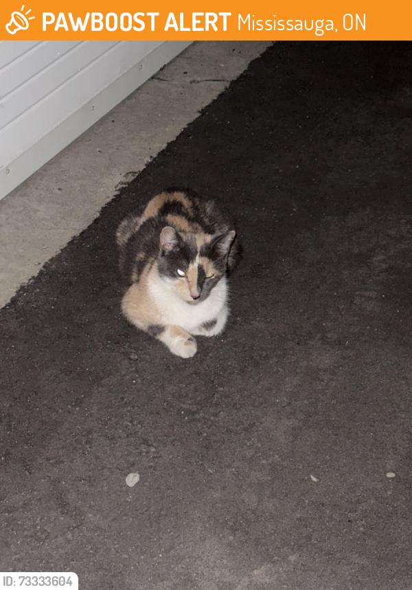 Found/Stray Unknown Cat last seen Morningstar drive and goreway drive, Mississauga, ON 