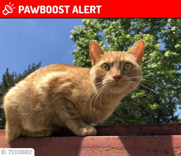 Lost Female Cat last seen Chisholm rd. Off nine mile, North Central Pensacola, FL 32514