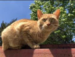 Lost Female Cat last seen Chisholm rd. Off nine mile, North Central Pensacola, FL 32514