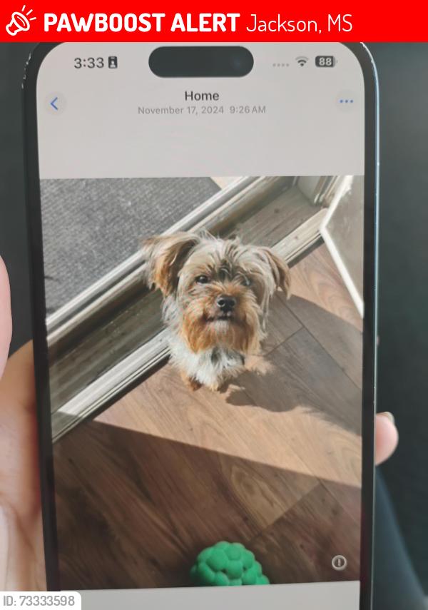Lost Male Dog last seen Old canton road in the neighborhood, Jackson, MS 39211