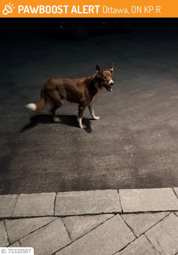Found/Stray Male Dog last seen Myles way and Blossom Trail Drive, Ottawa, ON K4P 1R5