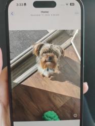 Lost Male Dog last seen Old canton road in the neighborhood, Jackson, MS 39211