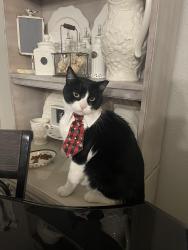 Reunited Male Cat last seen Sanford Farms, Harris County, TX 77484