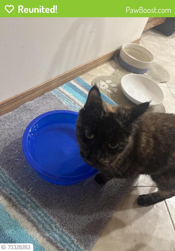 Reunited Female Cat last seen Near 711 esso, Edmonton, AB T5X 5V7