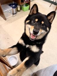 Lost Male Dog last seen Triangle T old warehouse, Brunswick, GA 31525