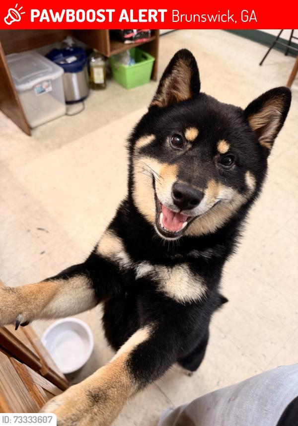 Lost Male Dog last seen Triangle T old warehouse, Brunswick, GA 31525