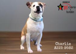 Shelter Stray Male Dog last seen , West Valley Animal Shelter, 20655 Plummer St, Chatsworth, CA 91311, USA