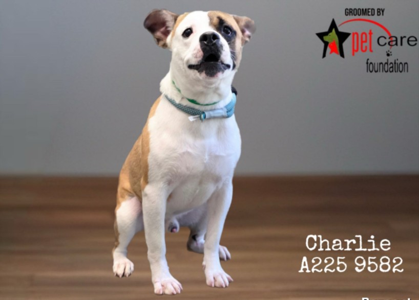 Shelter Stray Male Dog last seen , West Valley Animal Shelter, 20655 Plummer St, Chatsworth, CA 91311, USA