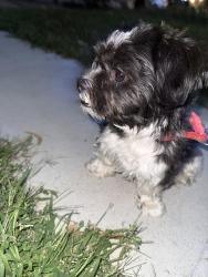 Reunited Male Dog last seen Bossen Field, Minneapolis, MN 55417