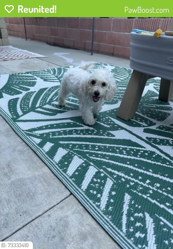 Reunited Male Dog last seen Cerritos and western, Stanton, CA 90680