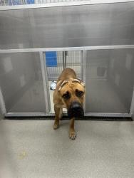 Shelter Stray Male Dog last seen MCKNIGHT ST & E BONANZA RD, 655 N Mojave Rd, Las Vegas, NV 89101, USA
