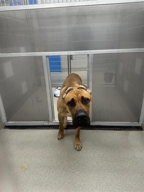 Shelter Stray Male Dog last seen MCKNIGHT ST & E BONANZA RD, 655 N Mojave Rd, Las Vegas, NV 89101, USA