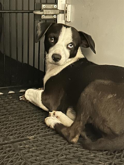 Shelter Stray Female Dog last seen Near BLOCK W KENTUCKY AVE, DENVER CO 80223, 1241 W Bayaud Ave, Denver, CO 80223, USA