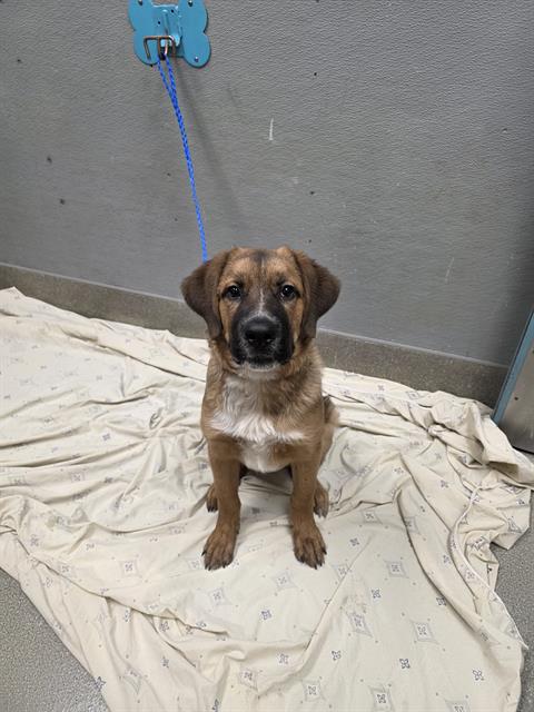 Shelter Stray Male Dog last seen Near BLOCK S MARYLAND PKWY, LAS VEGAS, NV 89154, 655 N Mojave Rd, Las Vegas, NV 89101, USA