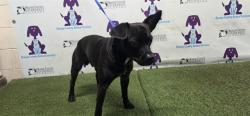 Shelter Stray Male Dog last seen , 2769 Conroy Rd, Orlando, FL 32839, USA